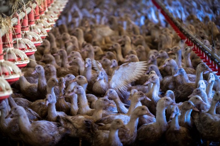 La France commence ce lundi à vacciner les canards des élevages de plus de 250 animaux contre la grippe aviaire. ( AFP / LIONEL BONAVENTURE )