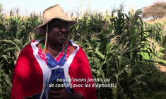 Dans le sud du Kenya, un mal mystérieux continue de tuer des éléphants