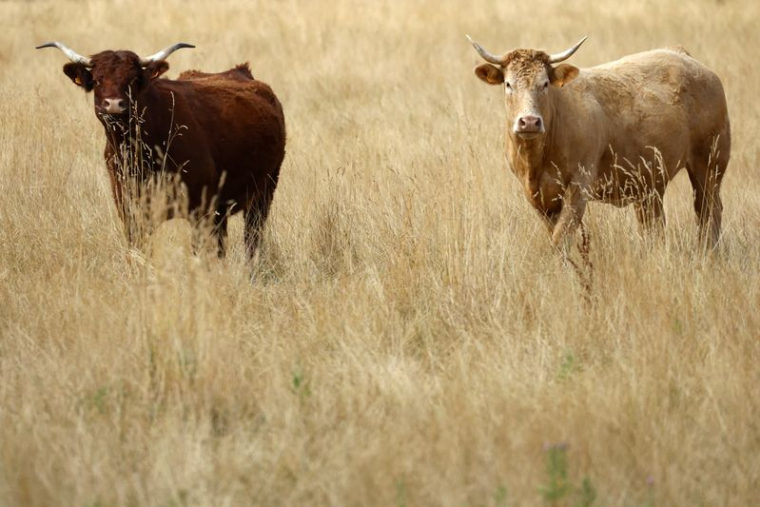 Des vaches parmi l'herbe sèche dans un champ à Ligne