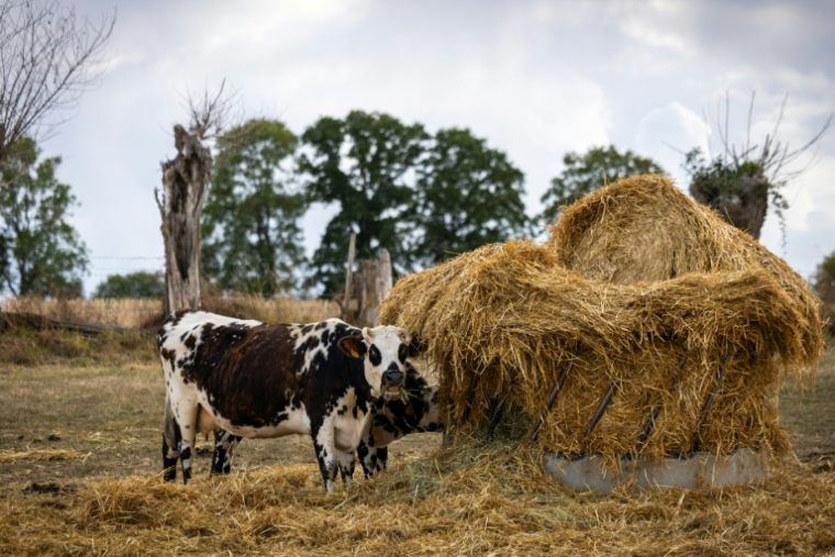 Une vache mange du foin, à Heudreville-en-Lieuvin, dans l'Eure, le 21 août 2026 ( AFP / JOEL SAGET )