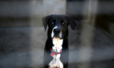 Un chien attend son adoption dans le chenil Le refuge de Landerneau, à Landerneau, le 8 octobre 2021 ( AFP / Fred TANNEAU )