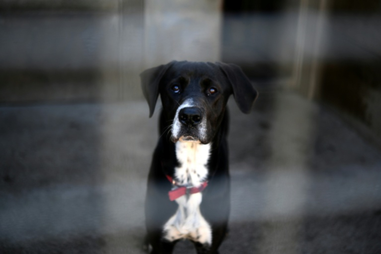 Un chien attend son adoption dans le chenil Le refuge de Landerneau, à Landerneau, le 8 octobre 2021 ( AFP / Fred TANNEAU )