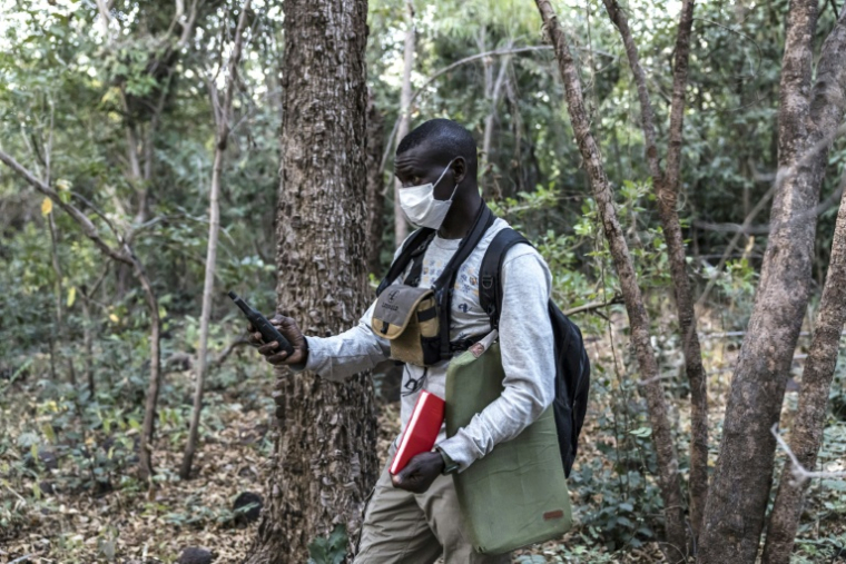 Le chercheur sénégalais Michel Tama Sadiakhou enregistre des coordonnées GPS pendant son travail d'observation d'un groupe de chimpanzés , le 10 décembre 2025, dans la savane de Fongoli, au sud-est du Sénégal ( AFP / PATRICK MEINHARDT )