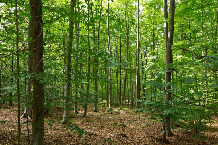 crédit photo : Bambax/Shutterstock / Bambax