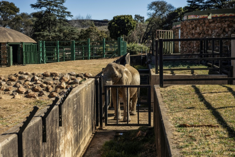 Lammie, l'un des trois éléphants du zoo de Johannesburg, dans son enclos le 24 juillet 2026. ( AFP / Phill MAGAKOE )