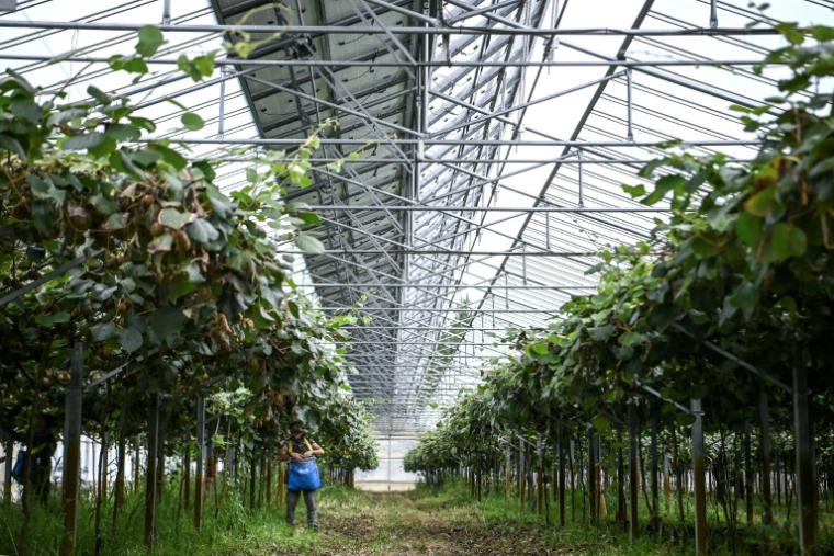Une serre de culture de kiwis dont le toit est en partie constitué de panneaux photovoltaïques, au Temple, le 3 octobre 2025 en Gironde ( AFP / Christophe ARCHAMBAULT )