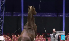 Le cirque Gruss : 3 générations en piste !