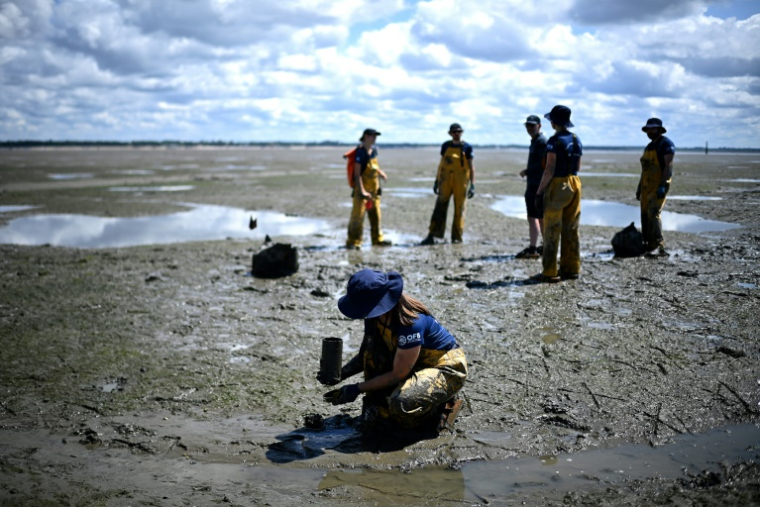 Des scientifiques de l'OFB collectent des zostères sur l'estran de l'Île aux Oiseaux pour les replanter lors d'une opération de lutte contre l'érosion et l'ensablement du Bassin d'Arcachon, le 13 mai 2025 en Gironde ( AFP / Christophe ARCHAMBAULT )