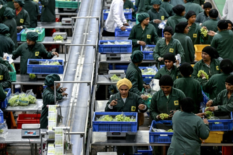 Des employés contrôlent de la qualité des raisins avant leur emballage à la coopérative agricole Sahyadri Farms, le 19 janvier 2026 à Nashik, dans l'Etat du Maharashtra, en Inde ( AFP / Punit PARANJPE )