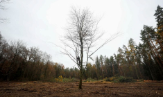 INCENDIES, SÉCHERESSE ET INFESTATIONS MENACENT LES FORÊTS ALLEMANDES