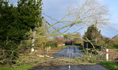 Des câbles électriques arrachés par la chute d'arbres après le passage de la tempête Goretti, à Dodainville, dans la Manche, le 9 janvier 2026 ( AFP / Lou BENOIST )