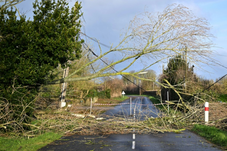 Des câbles électriques arrachés par la chute d'arbres après le passage de la tempête Goretti, à Dodainville, dans la Manche, le 9 janvier 2026 ( AFP / Lou BENOIST )