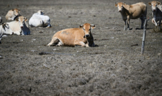 Des vaches dans un pré desséché, à Bouin (Vendée), le 3 septembre 2026 ( AFP / Loic VENANCE )