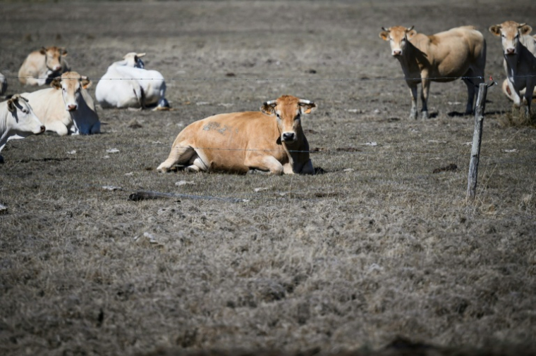 Des vaches dans un pré desséché, à Bouin (Vendée), le 3 septembre 2026 ( AFP / Loic VENANCE )