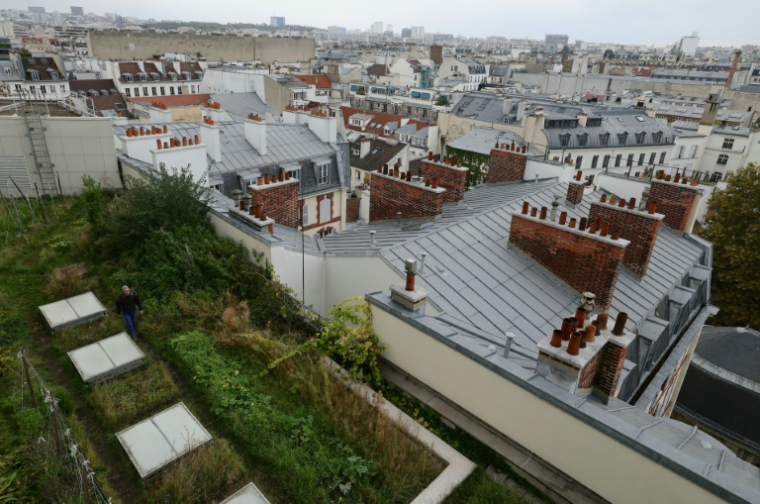 Un potager sur le toit de l'Opéra Bastille géré par la société agricole Topager, le 25 septembre 202 à Paris  ( AFP / Thomas SAMSON )