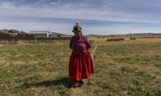 Dominga Quenta marche près de sa maison dans la communauté de Caritamaya, près du lac Titicaca, dans la région de Puno, au Pérou, le 30 mai 2026 ( AFP / Juan Carlos CISNEROS )