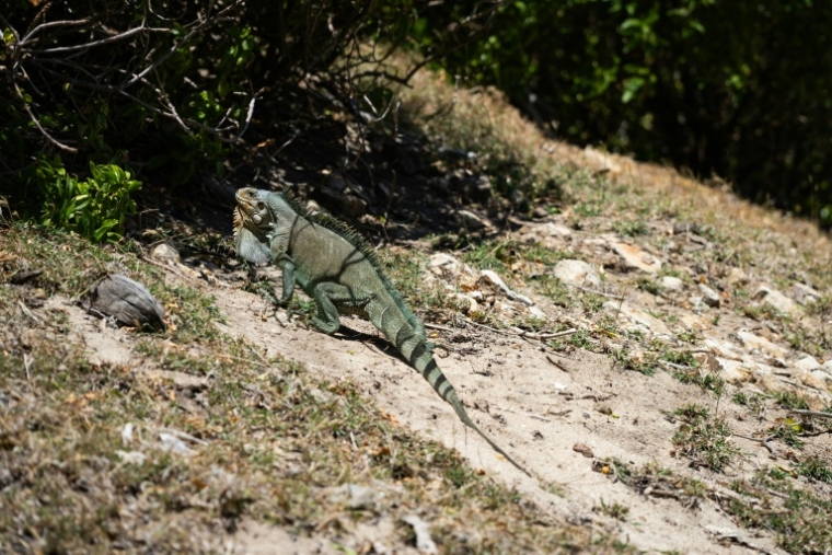 Un iguane vert guadeloupéen non loin de la plage de Pompierre à Terre-de-Haut dans l'archipel des Saintes en Guadeloupe le 18 mars 2026  ( AFP / Carla Bernhardt )