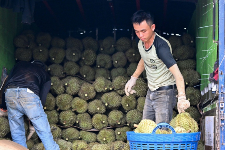 Des ouvriers chargent des paniers de durians dans un camion, le 15 août 2026 dans la province centrale vietnamienne de Dak Lak  ( AFP / Nhac NGUYEN )