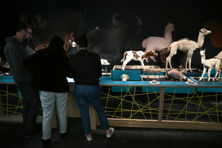 Installation de l'exposition "Domestique-moi si tu peux" au Muséum de Toulouse, le 9 octobre 2025 ( AFP / Lionel BONAVENTURE )