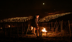 Un vigneron allume des bougies dans les vignes près de Chablis en Bourgogne où les températures sont tombées à -6°C sur les bourgeons précoces, le 27 mars 2026 ( AFP / ARNAUD FINISTRE )