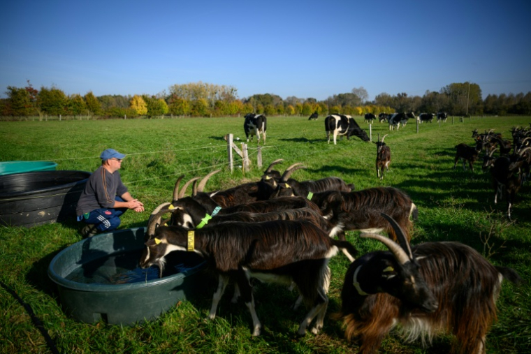 Laurent, un détenu en fin de peine, s'occupe de chèvres à la ferme Ker Madeleine, à Saint-Gildas-des-Bois, le 17 octobre 2025 en Loire-Atlantique ( AFP / Loic VENANCE )