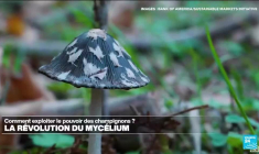 La révolution du mycélium : comment exploiter le pouvoir des champignons