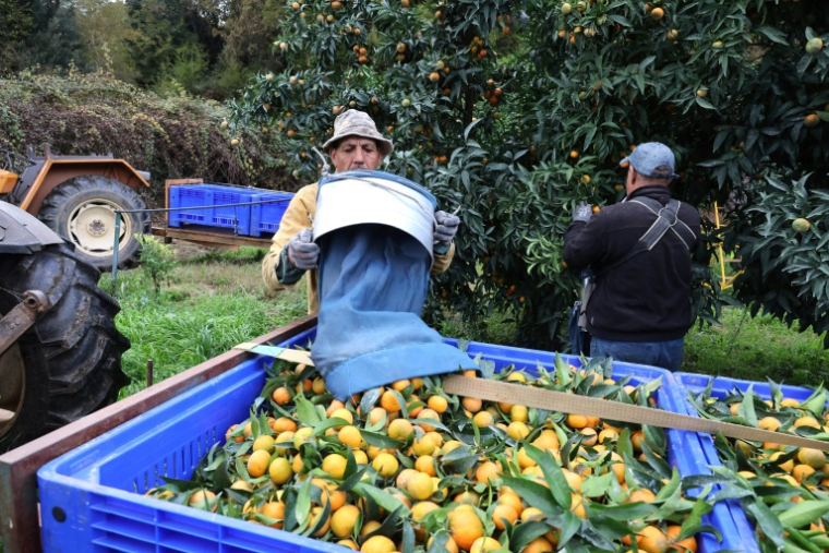 Des cueilleurs de fruits marocains récoltent des clémentines à Santa-Lucia-di-Mercurio, en Corse, le 14 novembre 2025 ( AFP / Pascal POCHARD-CASABIANCA )