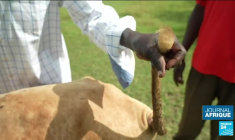 Au Kenya, le fléau des mouches tse tse