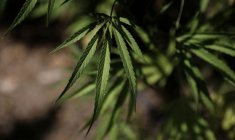 LE CANNABIS, VICTIME COLLATÉRALE DU COVID-19