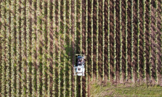 FRANCE: UNE REPRISE DE LA PRODUCTION VITICOLE ATTENDUE MALGRÉ LA SÉCHERESSE