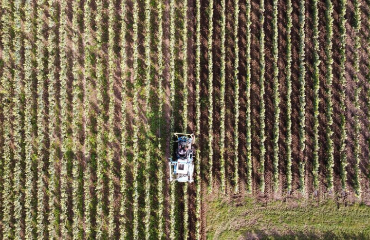 FRANCE: UNE REPRISE DE LA PRODUCTION VITICOLE ATTENDUE MALGRÉ LA SÉCHERESSE