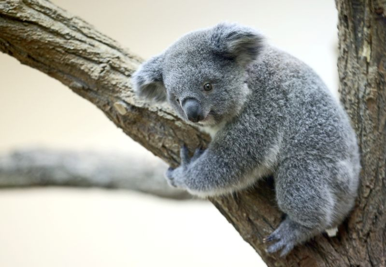 LA POPULATION DE KOALAS AUSTRALIENS A DIMINUÉ D'UN TIERS EN TROIS ANS