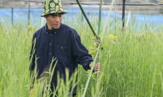 Takuya Haraguchi, directeur de ReFruits Co., inspecte ses plants de kiwis lors d'une interview avec l'AFP dans sa ferme, à quelques kilomètres de la centrale nucléaire sinistrée de Fukushima, le 24 avril 2025 à Okuma, au Japon ( AFP / Richard A. Brooks )