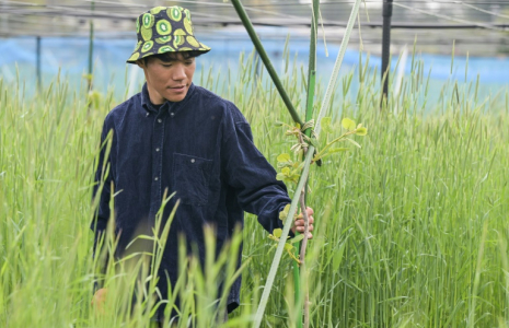 Takuya Haraguchi, directeur de ReFruits Co., inspecte ses plants de kiwis lors d'une interview avec l'AFP dans sa ferme, à quelques kilomètres de la centrale nucléaire sinistrée de Fukushima, le 24 avril 2025 à Okuma, au Japon ( AFP / Richard A. Brooks )