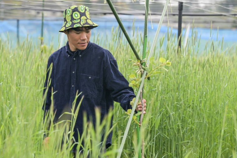 Takuya Haraguchi, directeur de ReFruits Co., inspecte ses plants de kiwis lors d'une interview avec l'AFP dans sa ferme, à quelques kilomètres de la centrale nucléaire sinistrée de Fukushima, le 24 avril 2025 à Okuma, au Japon ( AFP / Richard A. Brooks )
