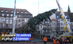 Strasbourg: installation du sapin de Noël géant