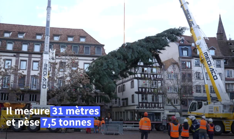 Strasbourg: installation du sapin de Noël géant