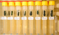 Des tubes à essai contenant des algues vertes unicellulaires au laboratoire du scientifique allemand Peter Hegemann, à l'université Humboldt de Berlin, le 5 octobre 2026, après qu'il a été désigné lauréat du prix Nobel de médecine 2026 ( AFP / Tobias SCHWARZ )