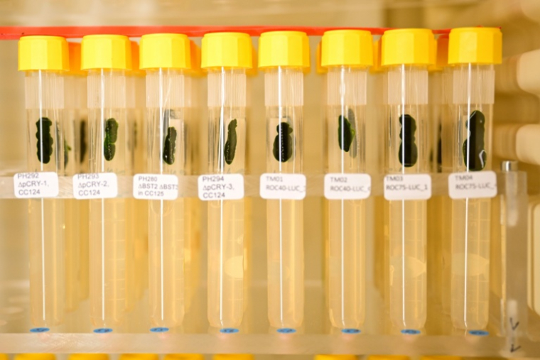 Des tubes à essai contenant des algues vertes unicellulaires au laboratoire du scientifique allemand Peter Hegemann, à l'université Humboldt de Berlin, le 5 octobre 2026, après qu'il a été désigné lauréat du prix Nobel de médecine 2026 ( AFP / Tobias SCHWARZ )