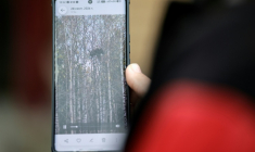 Daria Tiourneva montre sa vidéo d'un ourson perché sur un arbre, à Irkoutsk, en Sibérie, le 8 octobre 2026 ( AFP / TATYANA MAKEYEVA )