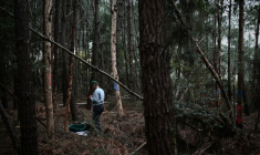 Un agent de la direction régionale de l'Alimentation, de l'Agriculture et de la Forêt (DRAAF) participe à des opérations d'échantillonnage d'arbres à la suite de la détection d'un nématode du pin, un ver microscopique et dangereux pour les conifères, qui bloque la circulation de la sève et provoque la mort rapide des arbres qu'il infeste, à Seignosse, dans le sud-ouest de la France, le 5 novembre 2025 ( AFP / Philippe LOPEZ )