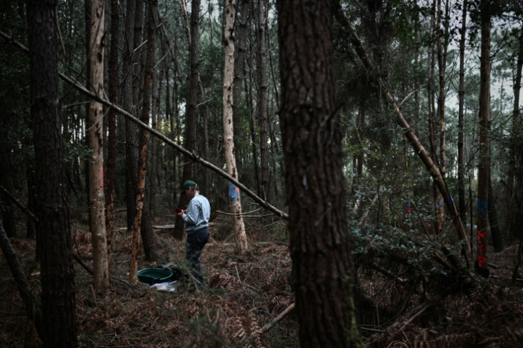 Un agent de la direction régionale de l'Alimentation, de l'Agriculture et de la Forêt (DRAAF) participe à des opérations d'échantillonnage d'arbres à la suite de la détection d'un nématode du pin, un ver microscopique et dangereux pour les conifères, qui bloque la circulation de la sève et provoque la mort rapide des arbres qu'il infeste, à Seignosse, dans le sud-ouest de la France, le 5 novembre 2025 ( AFP / Philippe LOPEZ )