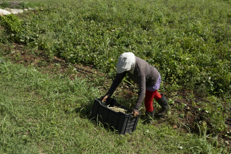 Un agriculteur travaille à la ferme agro-écologique "La Burgambilia" à Caimito, dans la province d'Artemisa, le 25 juin 2026 à Cuba ( AFP / Pablo PORCIUNCULA )