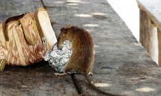 Des locataires marseillais sont confrontés à une invasion de rats. (illustration) (Pixabay / fotoerich)