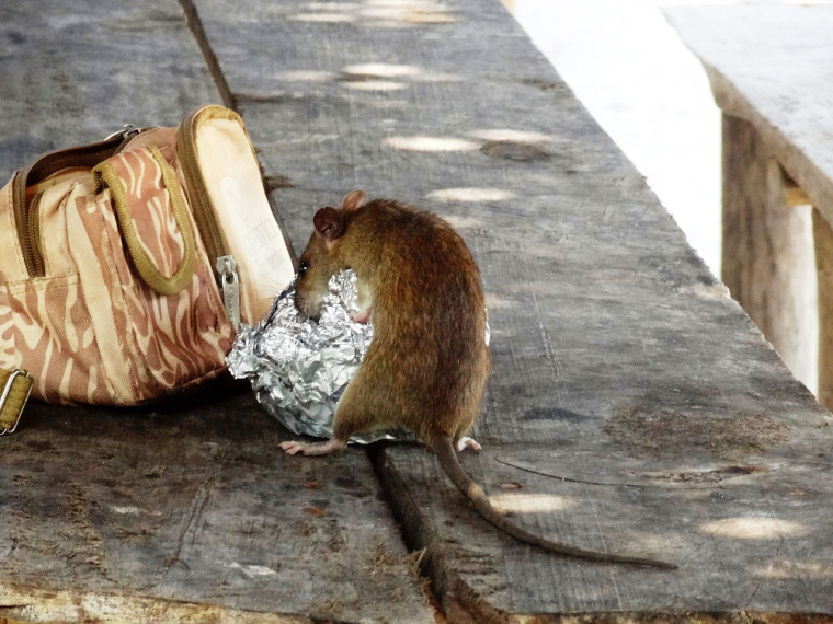 Des locataires marseillais sont confrontés à une invasion de rats. (illustration) (Pixabay / fotoerich)