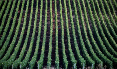 LES EXPÉDITIONS DE CHAMPAGNE ONT CHUTÉ DE 18% EN 2020 AVEC LA PANDÉMIE