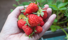 Un potager sur son balcon - iStock-Neydtstock