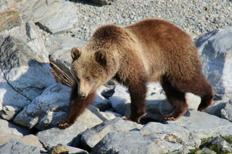 Photo prise fin mai 2026 et diffusée par le parc national "Zapovednoye Pribaikalye", montrant un ours brun dans l'enceinte du parc dans la région d'Irkoutsk, en Sibérie ( National Park "Zapovednoye Pribaikalye" / Handout )