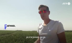 Trop petites pour être des frites: les patates belges souffrent de la sécheresse