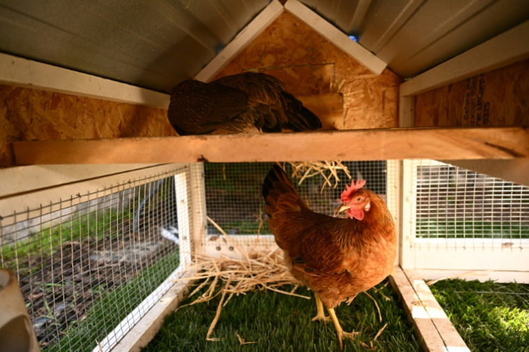 Des poules dans leur poulailler portable dans le jardin d'une cliente qui a choisi le service "Rent The Chicken" à La Crescenta, le 21 avril 2025 en Californie ( AFP / Patrick T. Fallon )